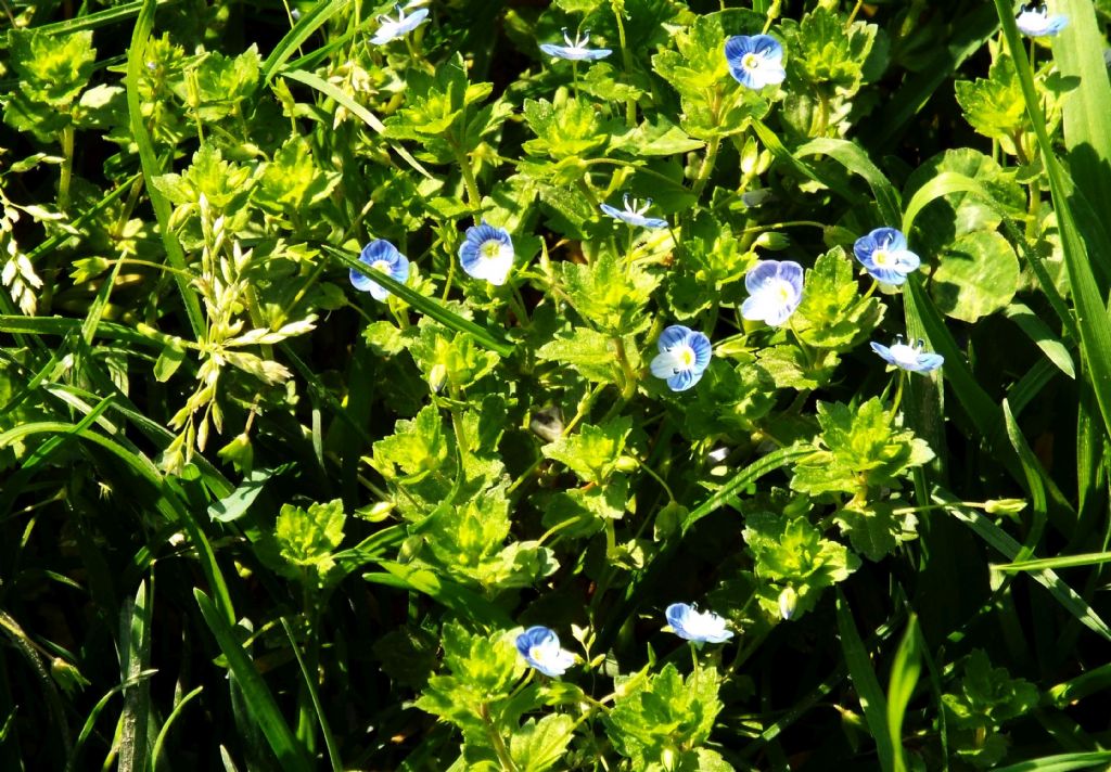 Veronica persica (Lamiales - Plantaginaceae)